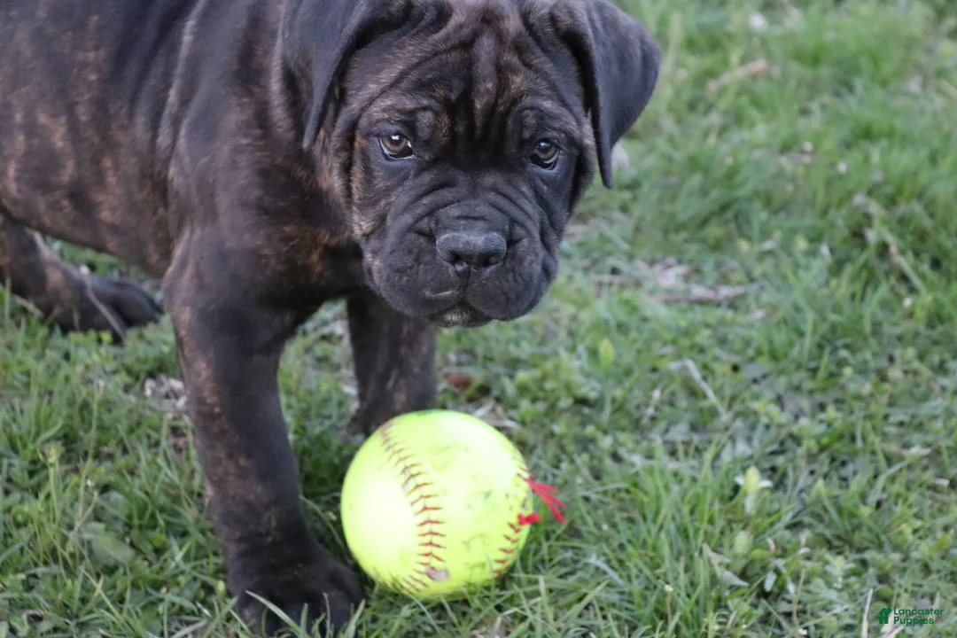 Cane Corso dogs for sale: Brix  - Ad 1