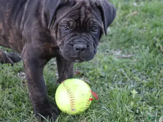 Cane Corso dogs for sale: Brix - Ad 2