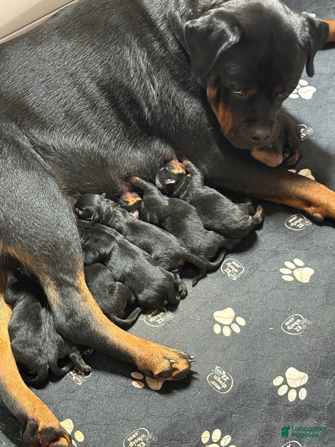 Rottweiler dogs for sale: Rottweiler Puppy 7 - Ad 2