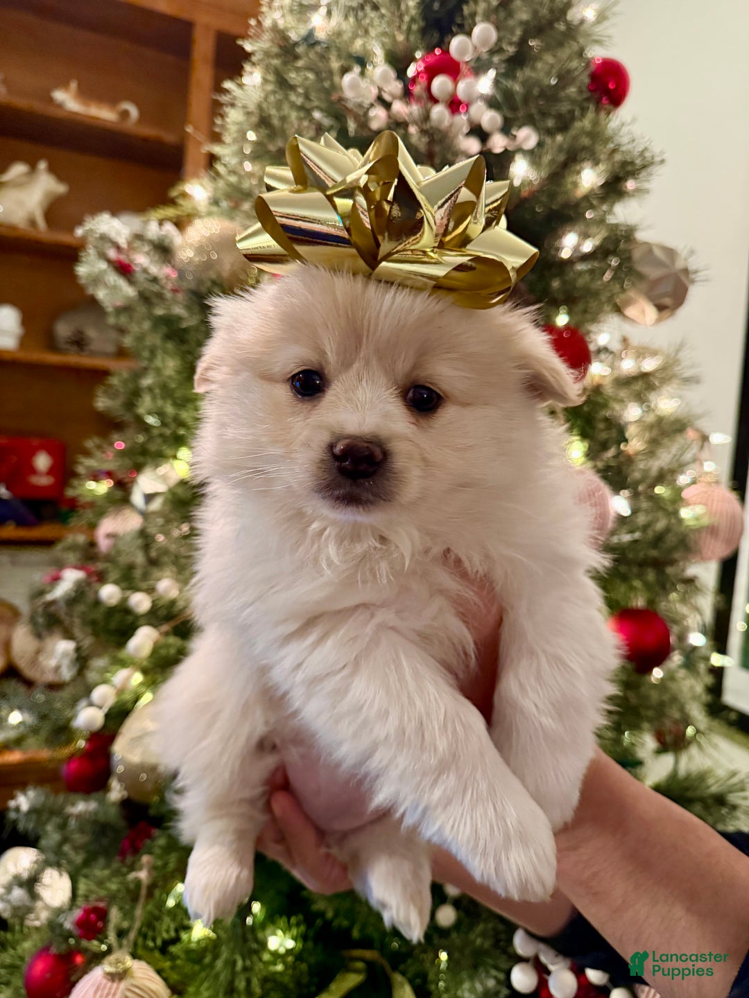Pomeranian dogs for sale: Pomeranian Puppy 3 - Ad 1