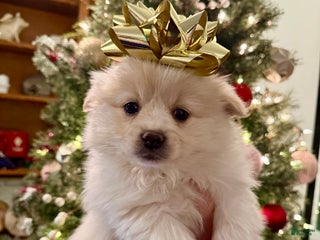 Pomeranian dogs Pomeranian Puppy 3 - Ad 36