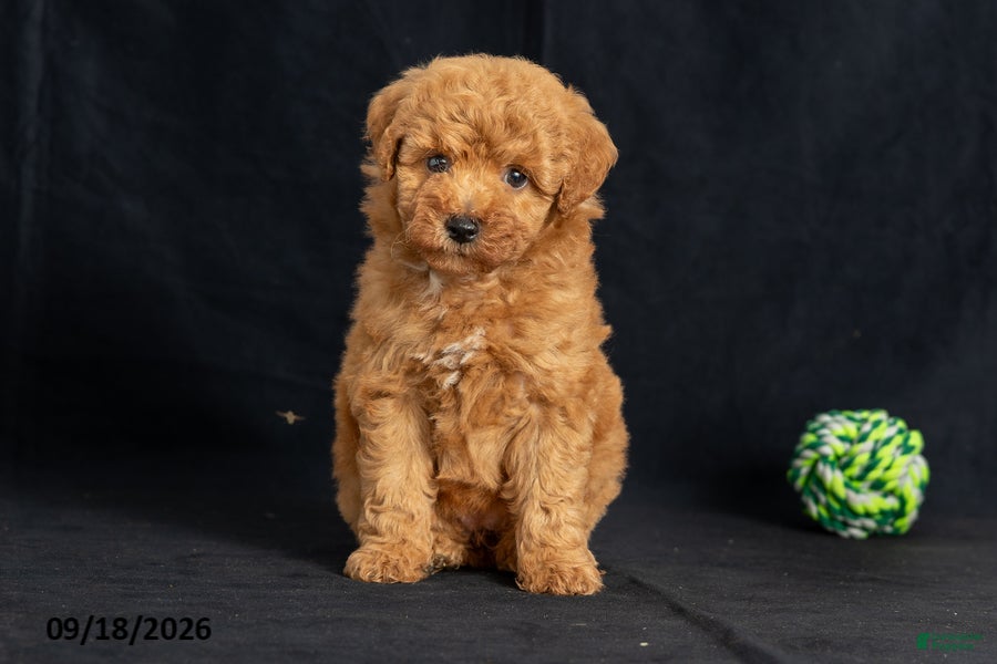 Mini Goldendoodle dogs Dorthy - Ad 1