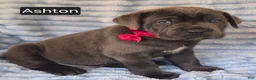 Cane Corso dogs for sale: Ashton - Ad 1