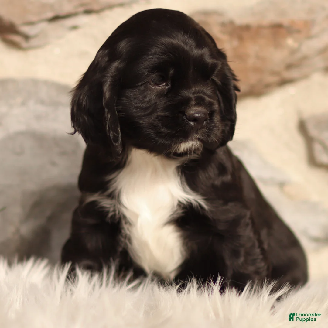 Cocker Spaniel dogs for sale: Dove - Ad 4