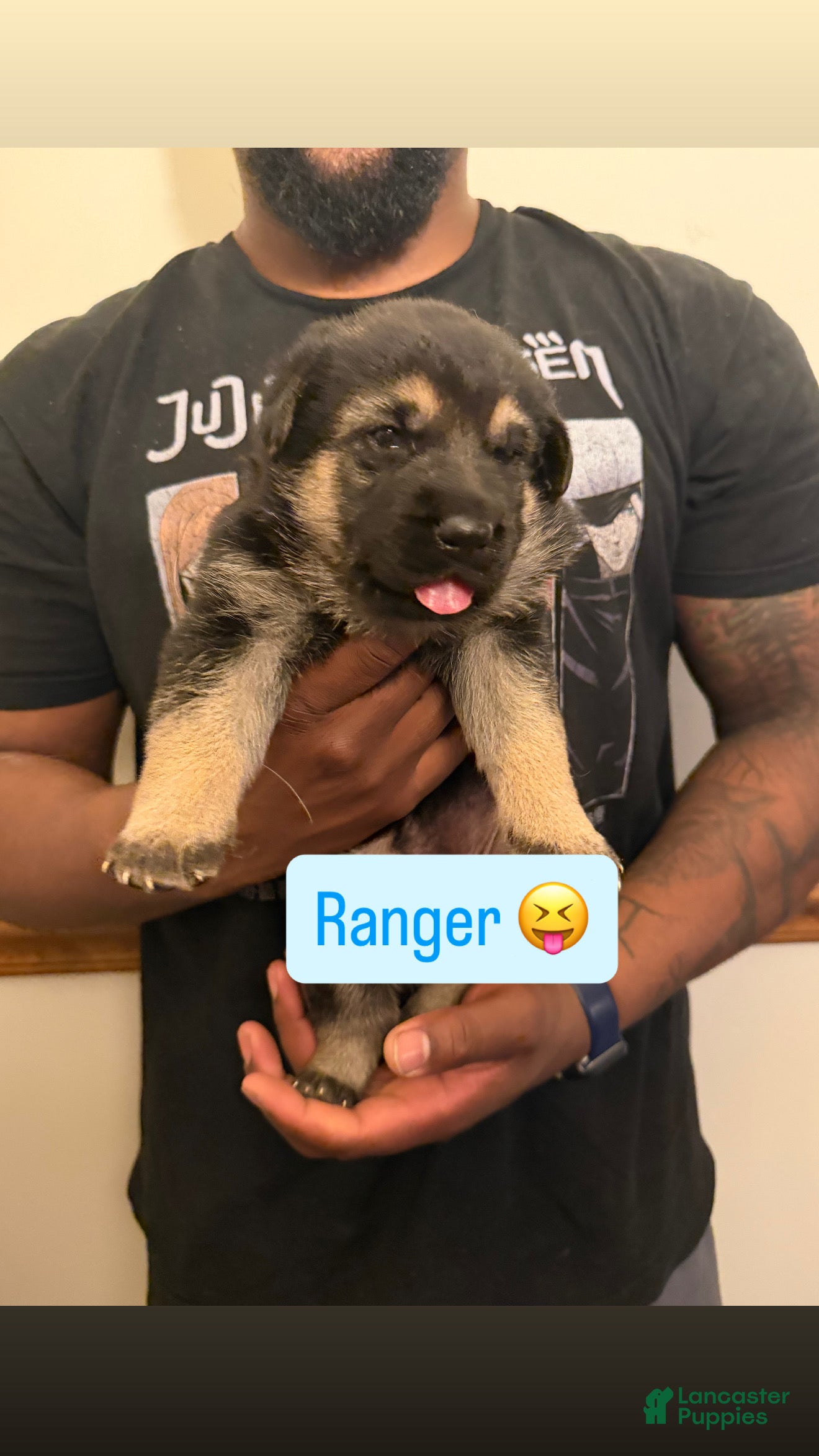 German Shepherd dogs Ranger - Ad 41