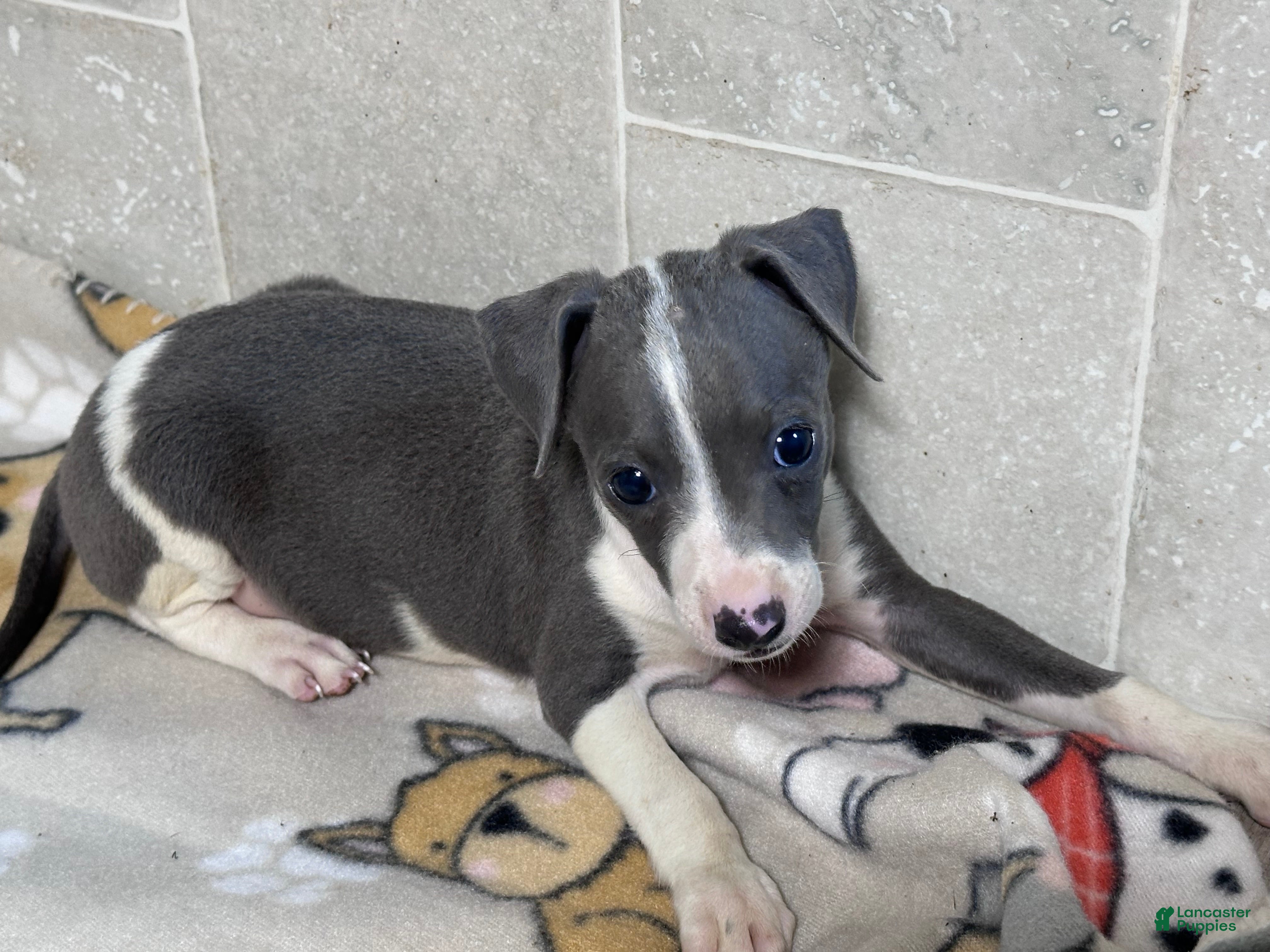 Italian Greyhound dogs Bo Peep - Ad 2
