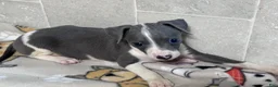 Italian Greyhound dogs for sale: Bo Peep - Ad 2
