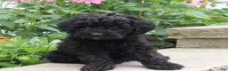 Mini Goldendoodle dogs for sale: Finley - Ad 3