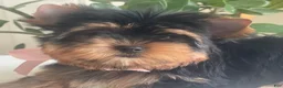 Yorkshire Terrier dogs for sale: Baby Paige - Ad 5