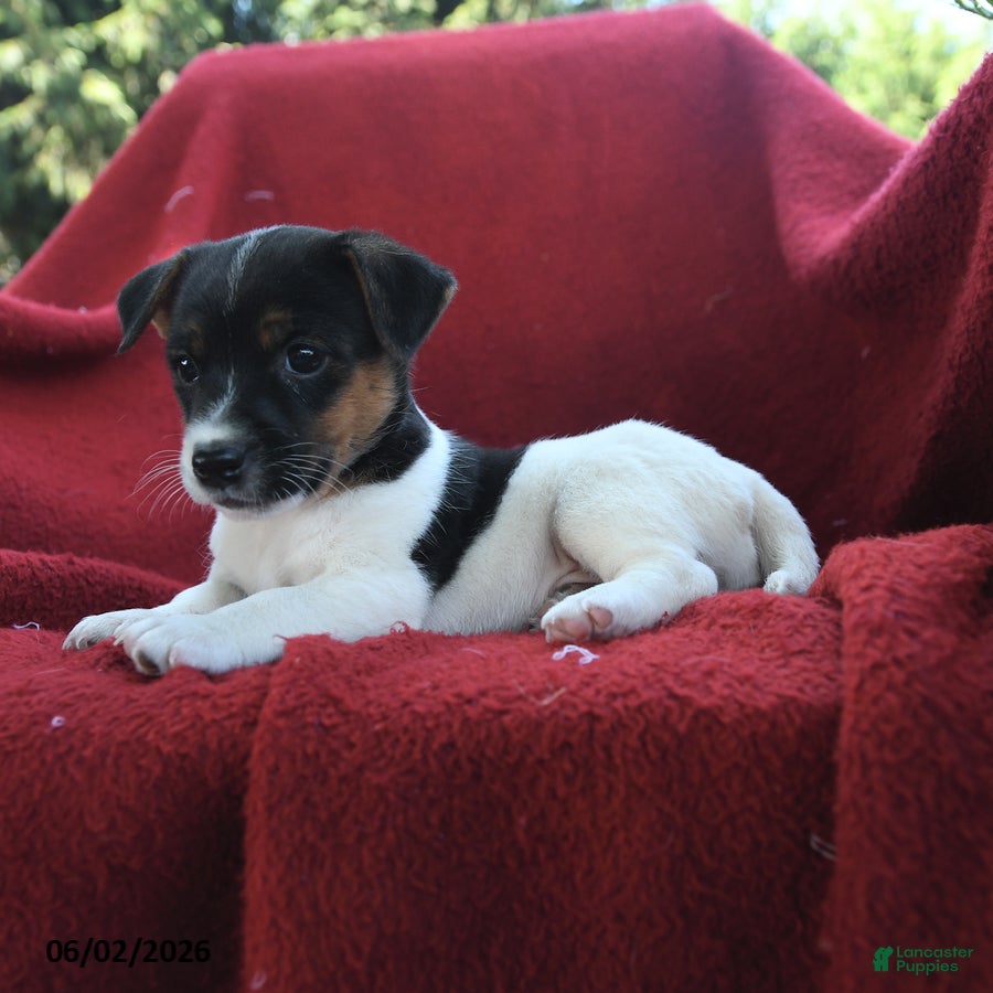 Jack Russell Terrier dogs Cookie - Ad 2