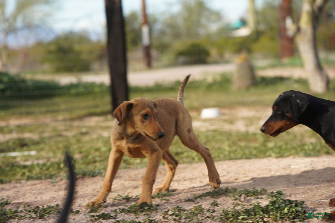 Mixed Breed dogs for sale: Fawnish Sable M RT - Ad 12