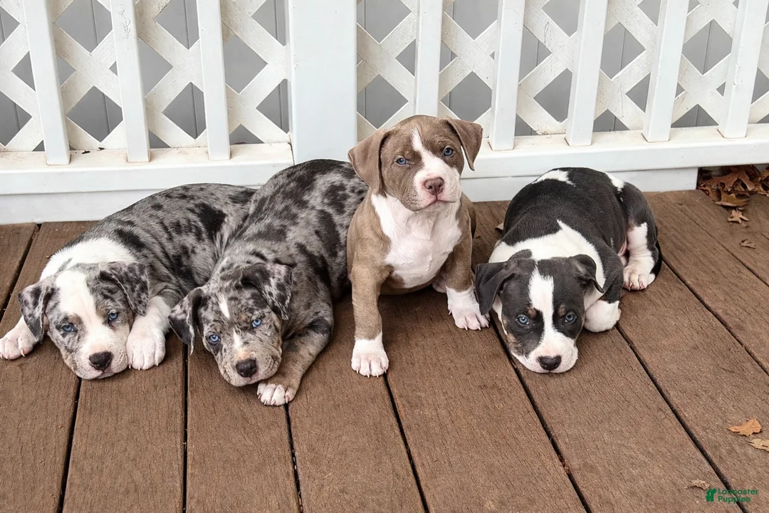 Gallery Image {{count}}