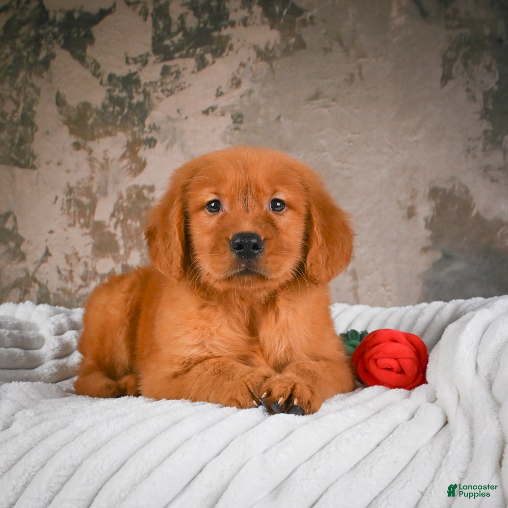 Golden Retriever dogs Bruno - Ad 2