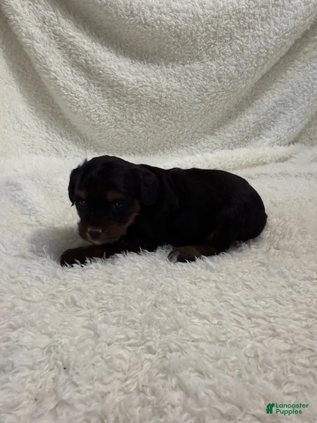 Cavapoo dogs for sale: Cavapoo Puppy 6 - Ad 2