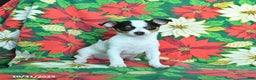 Chihuahua dogs for sale: Marshmallow - Ad 2
