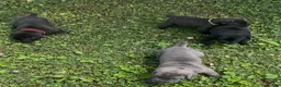 Cane Corso dogs for sale: Cane Corso Puppy 1 - Ad 5