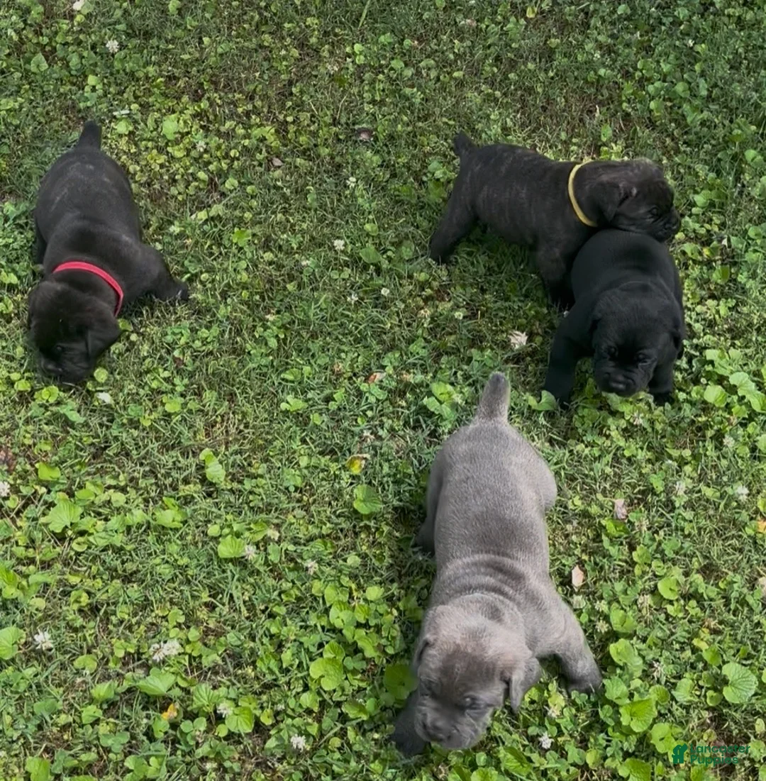 Cane Corso dogs for sale: Cane Corso Puppy 1 - Ad 5