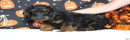 Cockapoo dogs for sale: Toffee  - Ad 6