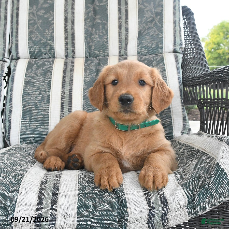 Golden Retriever dogs Aj  - Ad 2