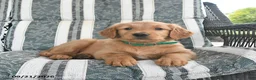 Golden Retriever dogs for sale: Aj  - Ad 2