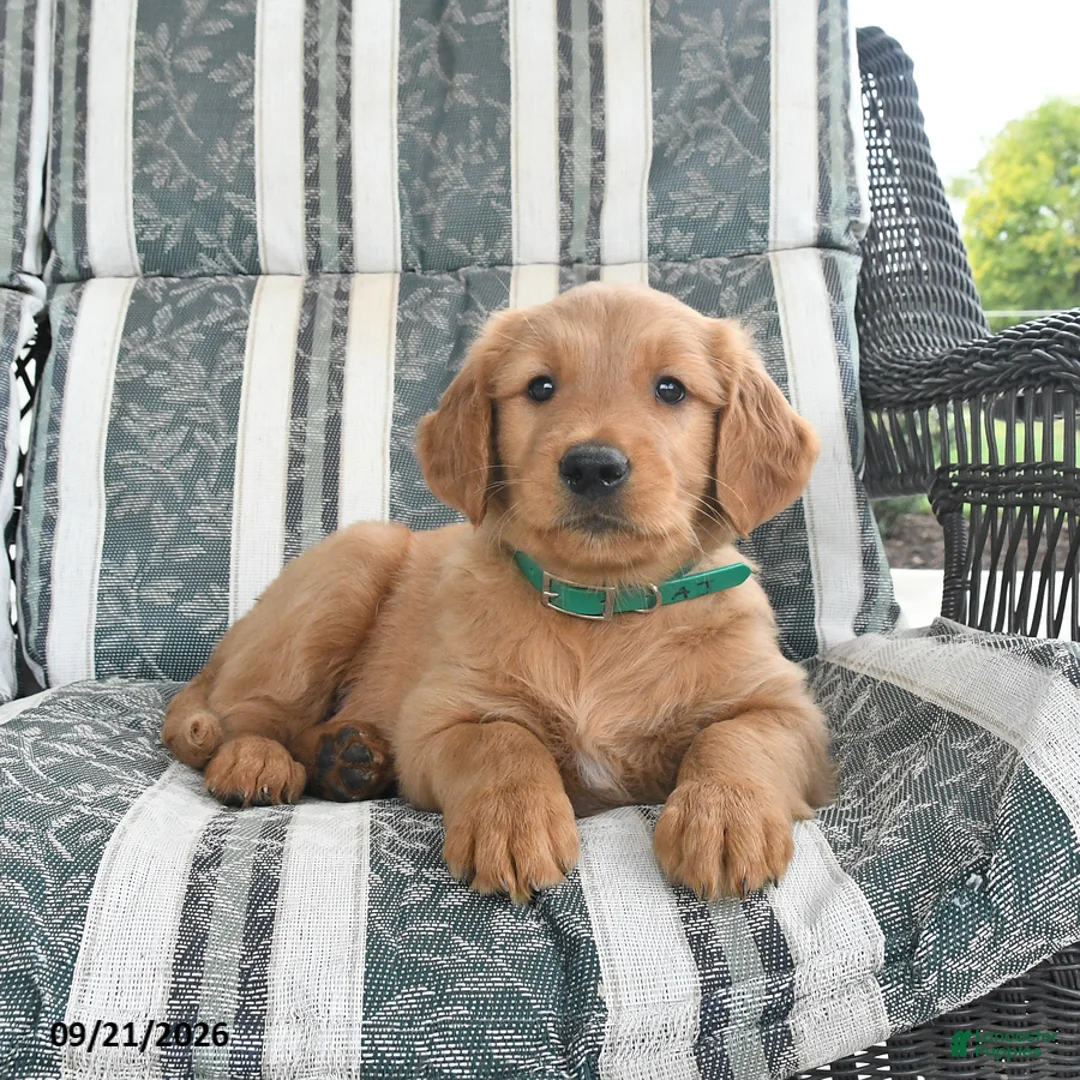 Golden Retriever dogs for sale: Aj  - Ad 2