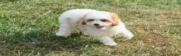 Cavapoo dogs for sale: Vex - Ad 3