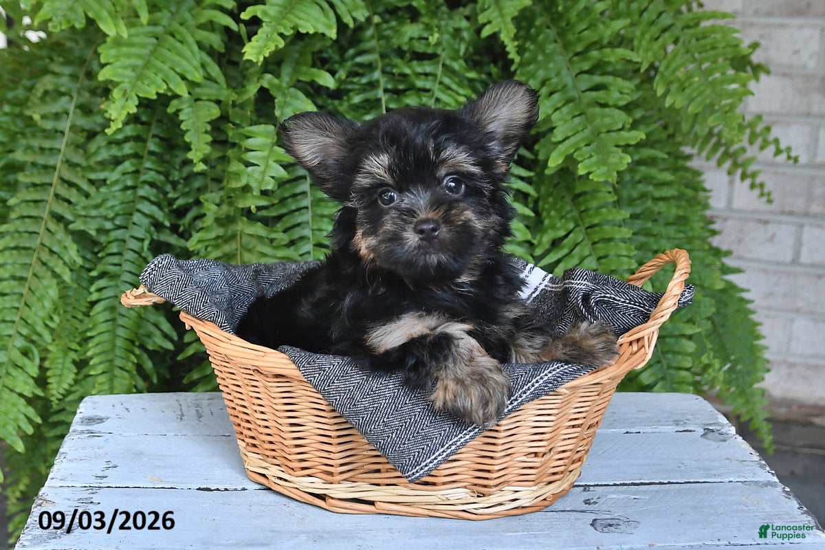 Yorkshire Terrier dogs Lenny - Ad 2