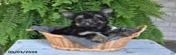 Yorkshire Terrier dogs for sale: Lenny - Ad 2