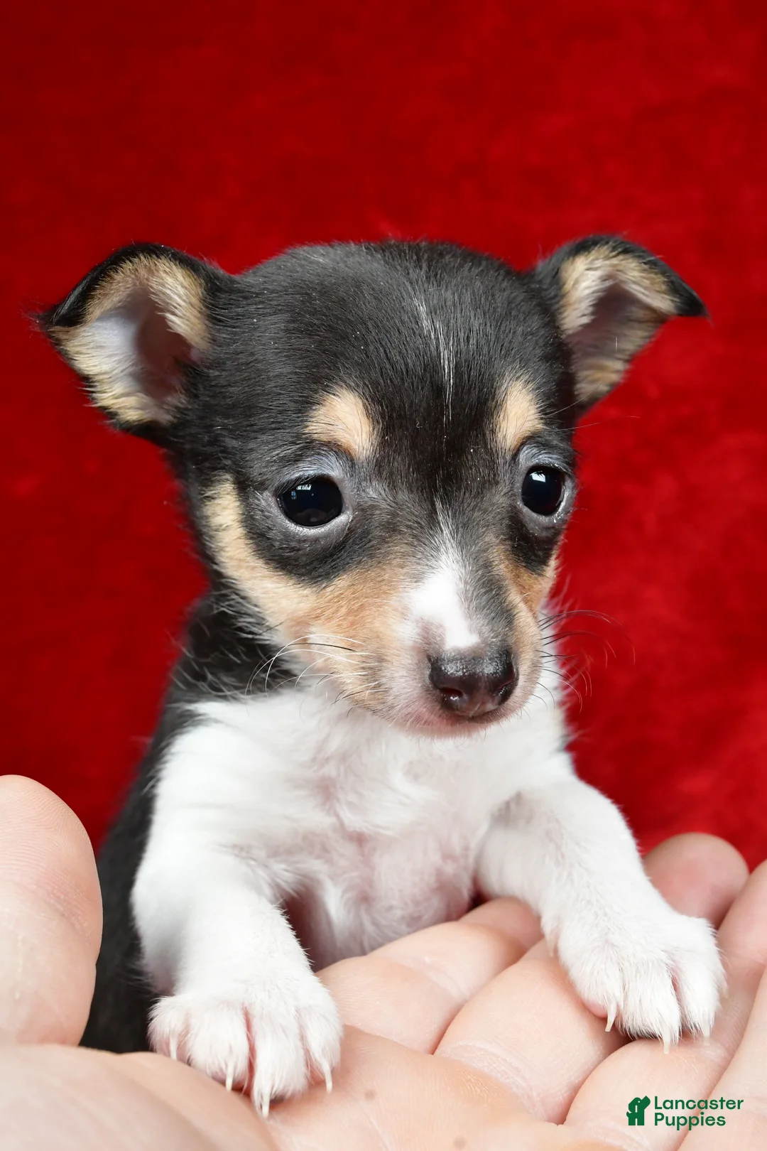 Toy Fox Terrier dogs for sale: Sadie - Ad 2