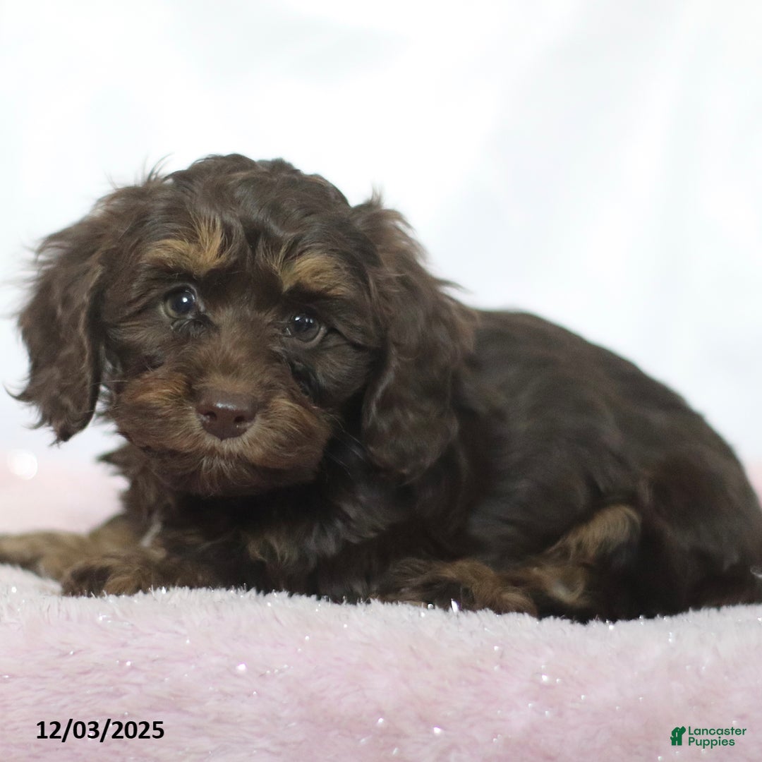 Doxiepoo dogs for sale: Greg - Ad 1