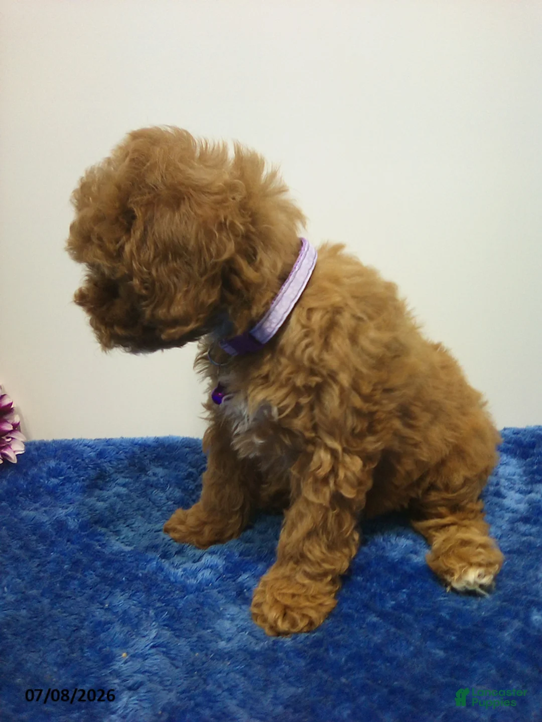 Cavapoo dogs for sale: Amber - Ad 4