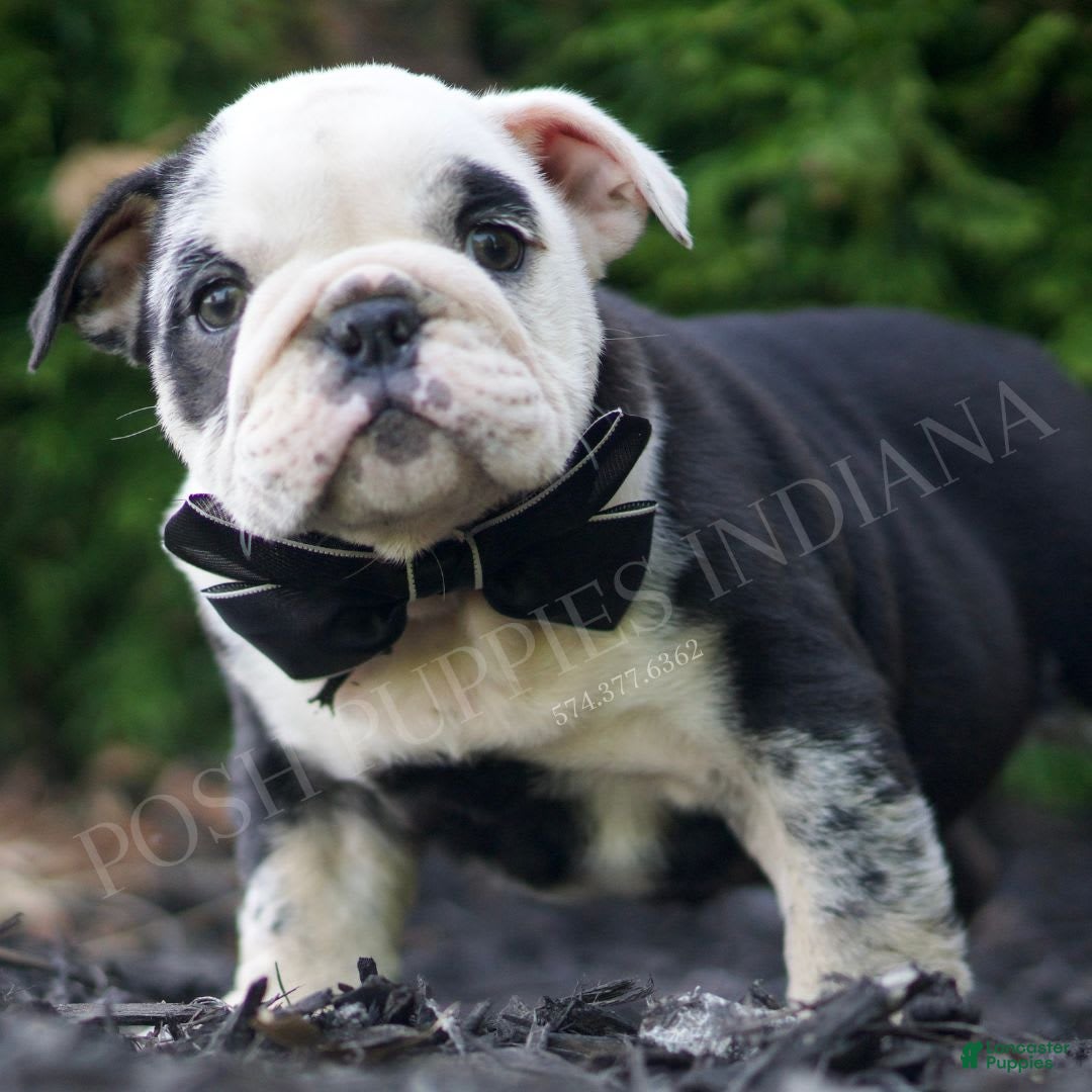 Bulldog Colors Black Seal Merle English Bulldog Black Seal Bulldog