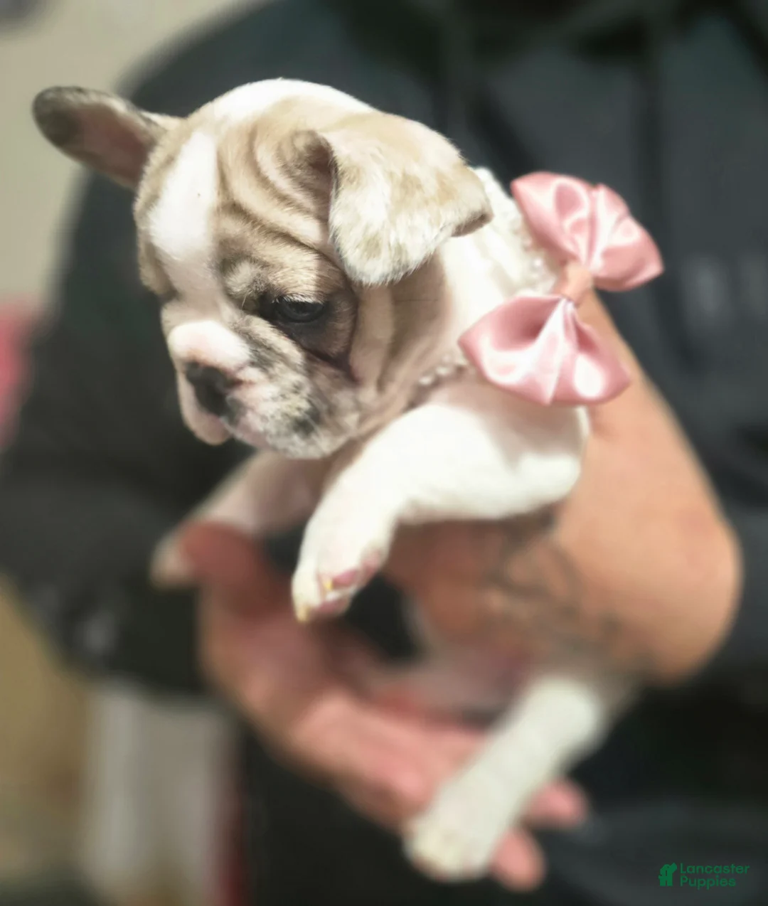 French Bulldog dogs for sale: French Bulldog Puppy 3 - Ad 3