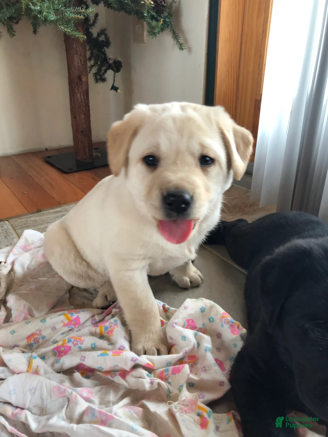 Labrador Retriever dogs for sale: Marley - Ad 2