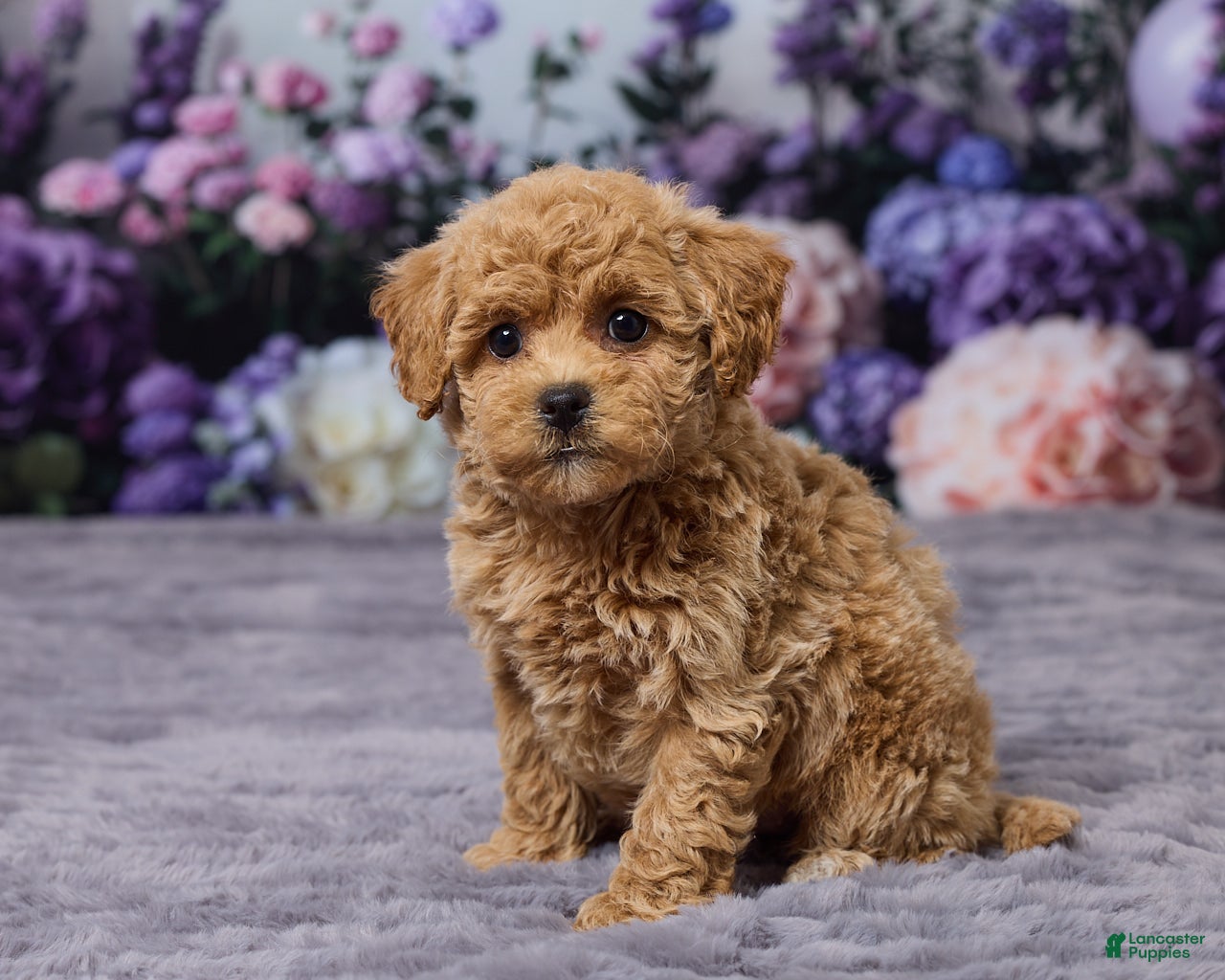 Bichpoo dogs Dawn - Ad 2