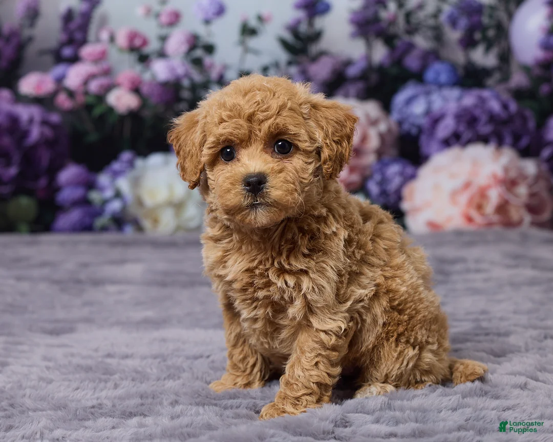 Bichpoo dogs for sale: Dawn - Ad 2
