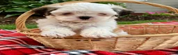 Shih Tzu dogs for sale: Scooter - Ad 4