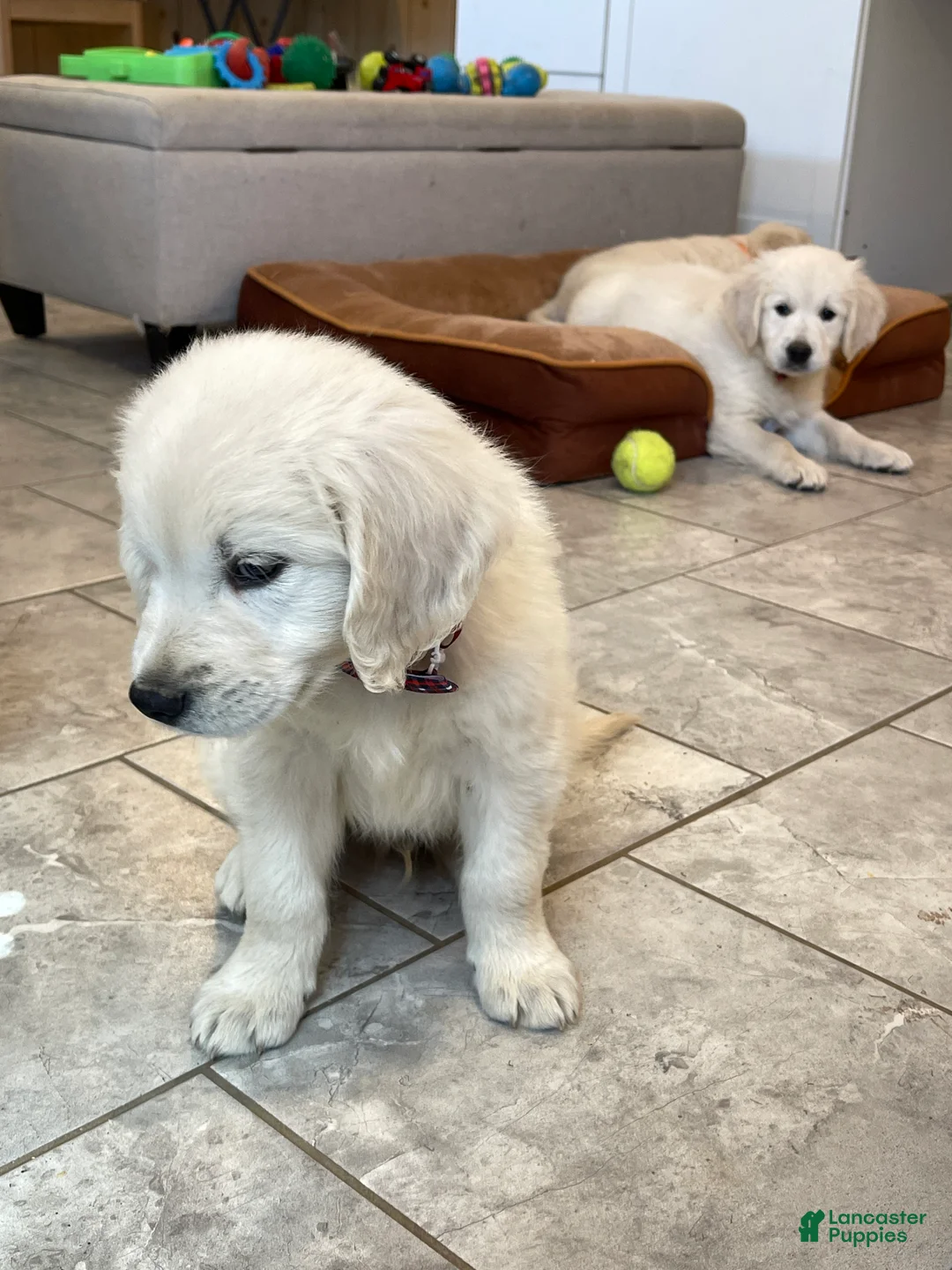 Golden Retriever dogs for sale: Cream Puff - Ad 2