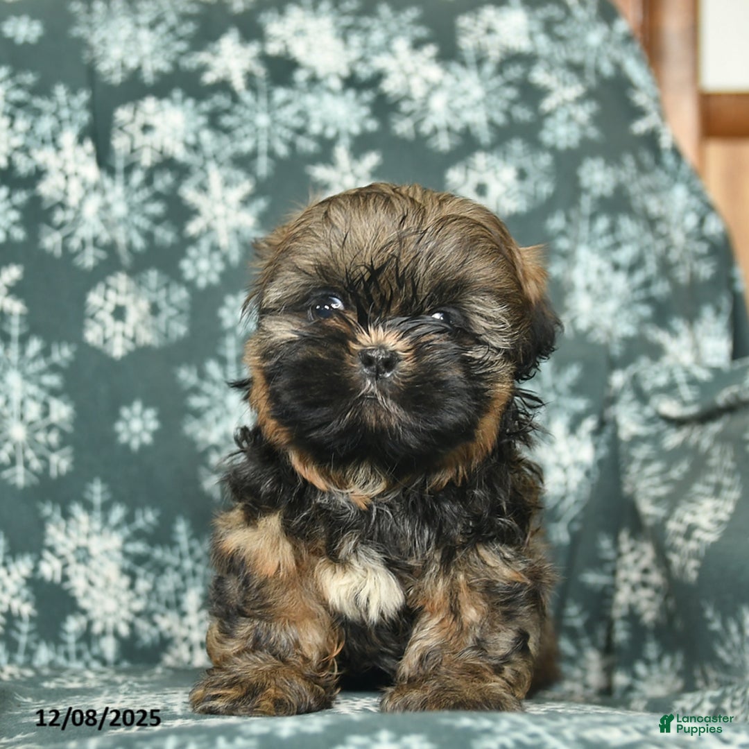 Shih Tzu dogs for sale: Cocoa  - Ad 3