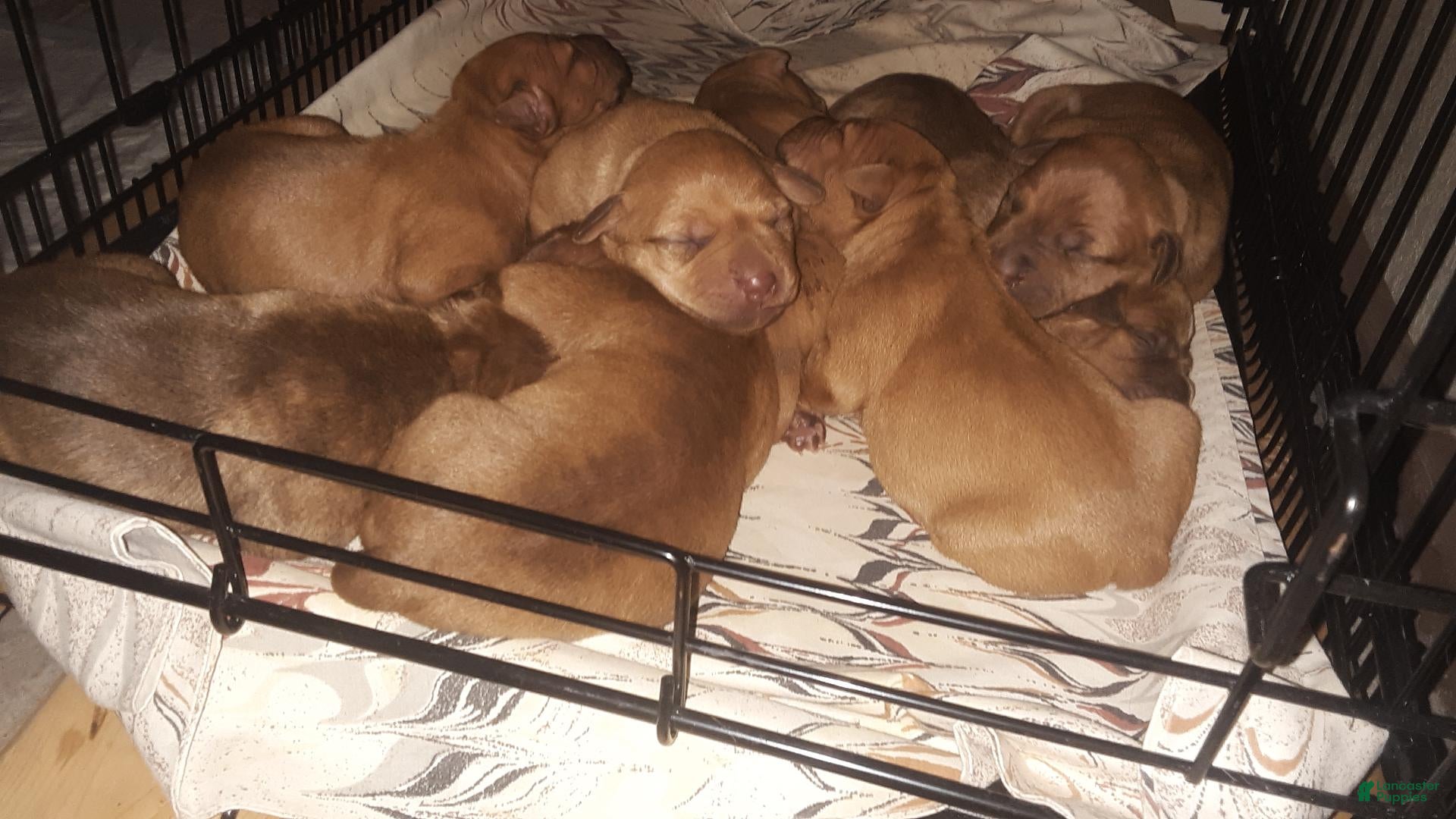 American Pit Bull Terrier dogs American Pit Bull Terrier 1 - Ad 8