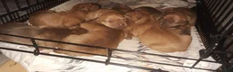 American Pit Bull Terrier dogs for sale: American Pit Bull Terrier 2 - Ad 5