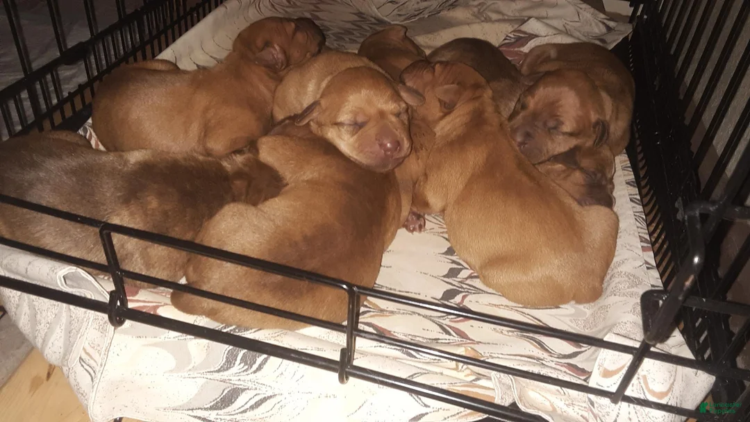 American Pit Bull Terrier dogs for sale: American Pit Bull Terrier 2 - Ad 5