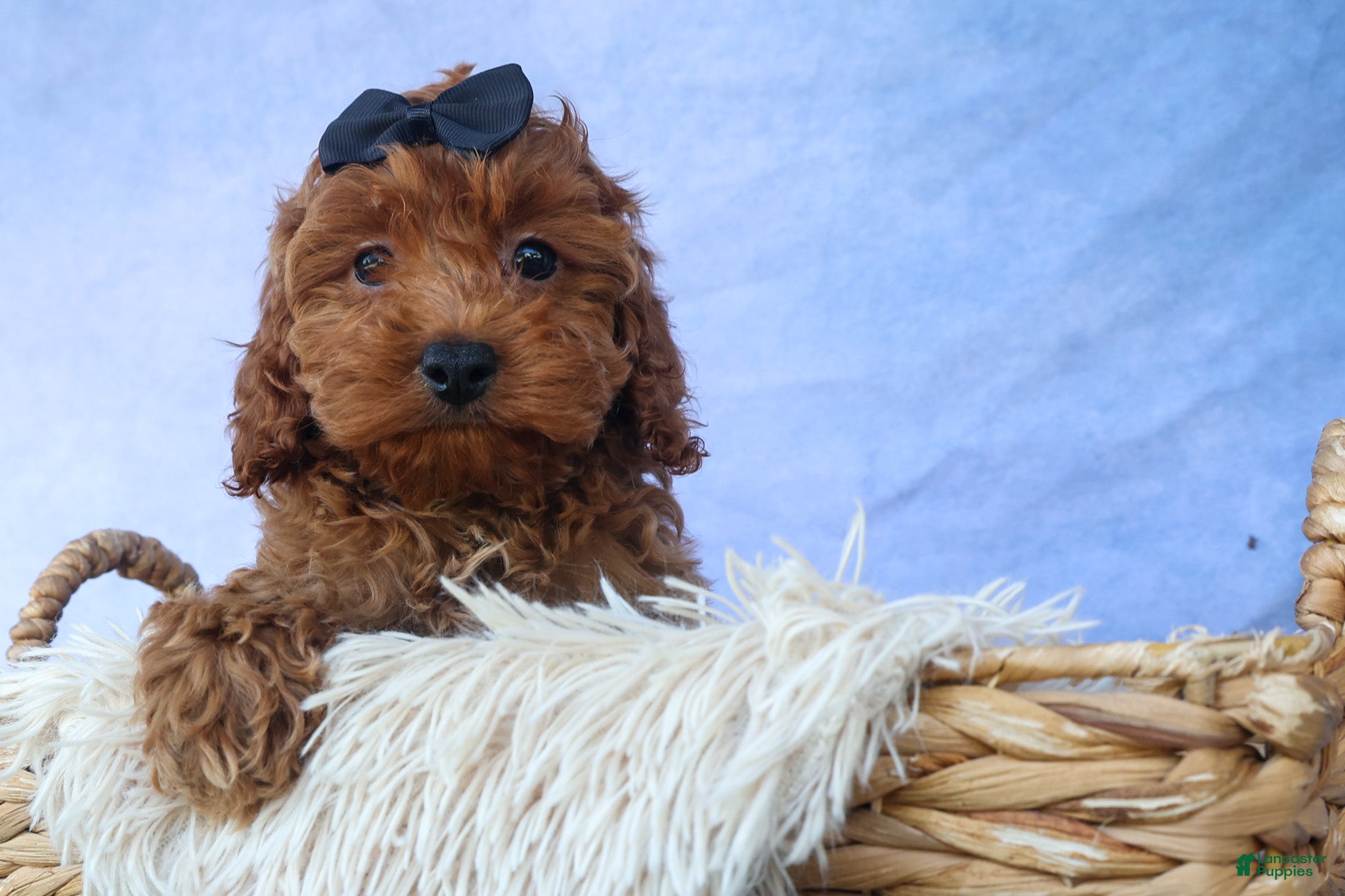 Cavapoo dogs for sale: ROMEO - Ad 11