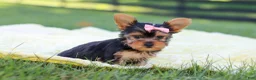 Yorkshire Terrier dogs for sale: Macy - Ad 6