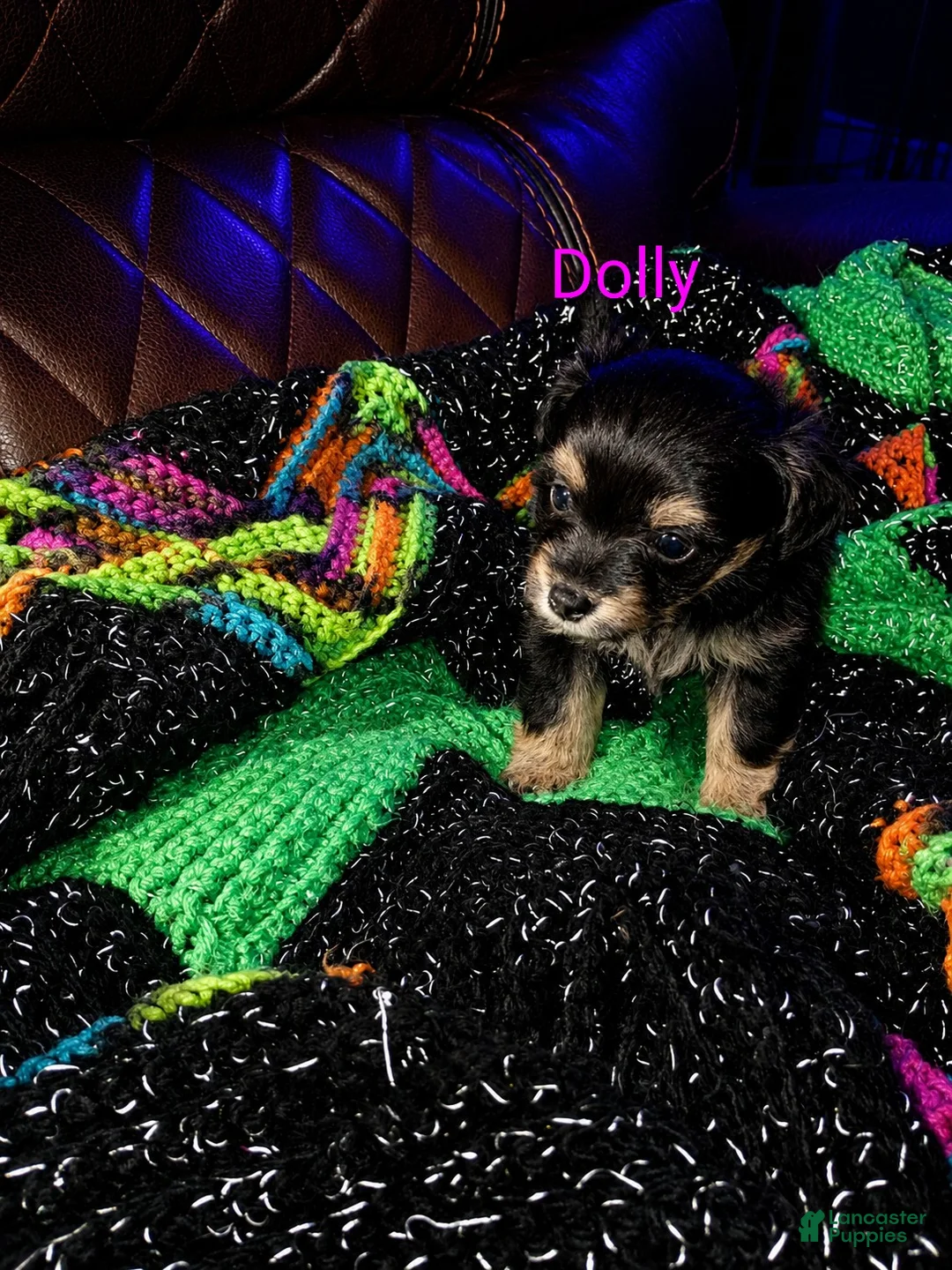 Mixed Breed dogs for sale: Dolly - Ad 2