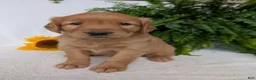 Golden Retriever dogs for sale: Dug  - Ad 11