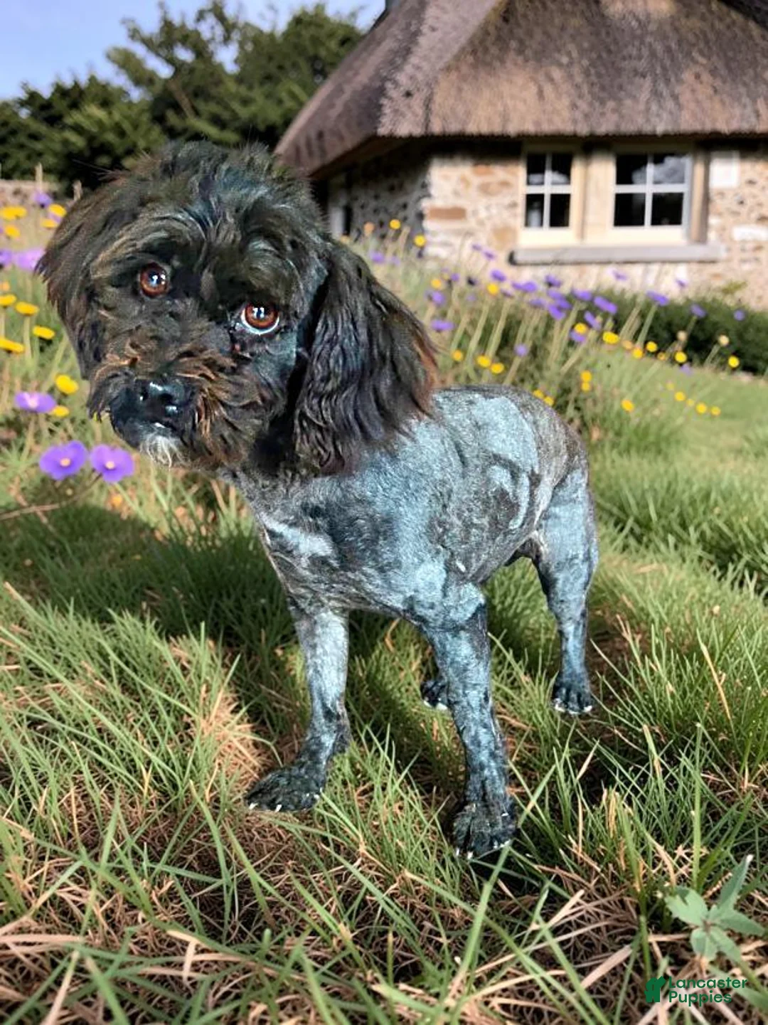 Havapoo dogs for sale: Kipper - Ad 18