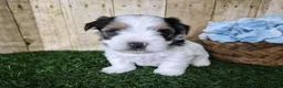 Biewer Terrier dogs for sale: Moose - Ad 2