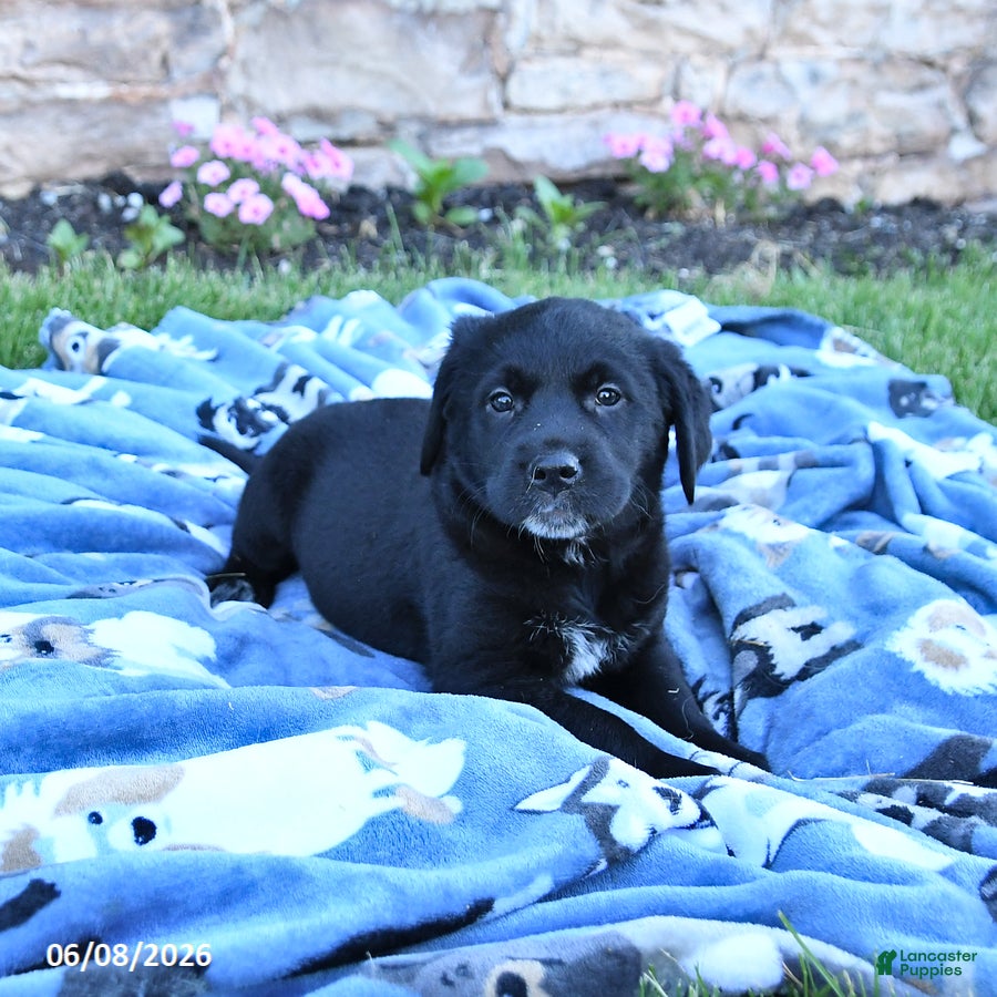 Mixed Breed dogs Beauty - Ad 2