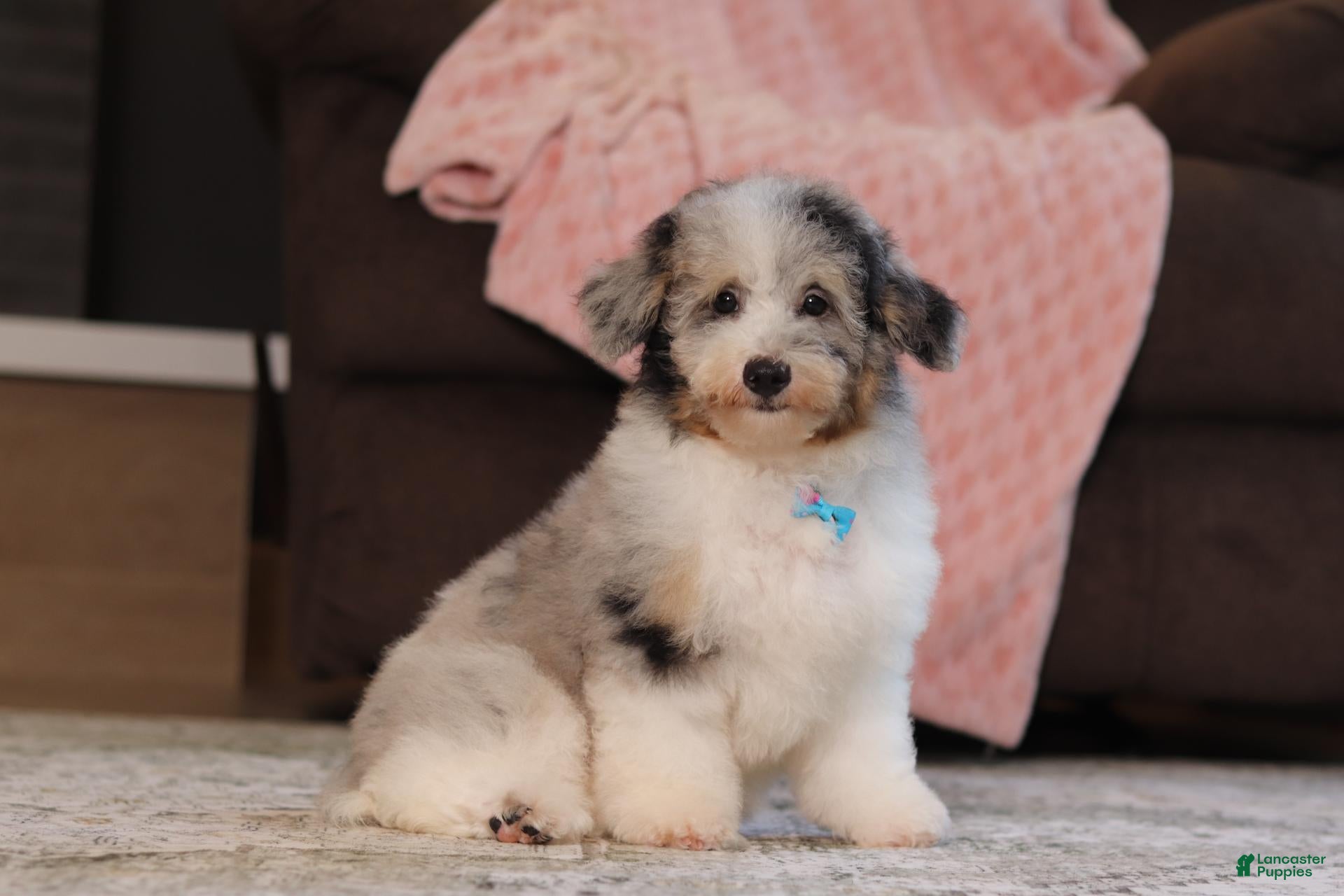 Miniature Poodle dogs Bandit (AKC) - Ad 1